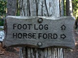 Foot or hoof