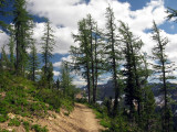 Larch Trees