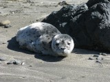 Seal pup on Brookings beach