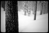 Mt Shasta Red firs along ski route to cabin