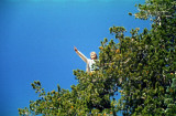 Josiah climbs up a tree on Mt Shasta