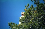 Josiah in a treetop