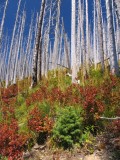 Forest renews after the fire