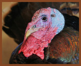 eastern wild turkey-3-3-11-840b.JPG