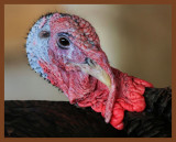 eastern wild turkey-3-3-11-844b.JPG