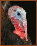 eastern wild turkey-3-3-11-997c1b.JPG