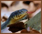 watersnake-yellow-belly-3-21-11-462b.JPG