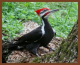 pileated woodpecker-3-21-11-267b.JPG