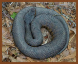 cottonmouth-4-19-11-372b.JPG