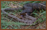 cottonmouth-prairie kingsnake-4-24-11-026c2b.JPG