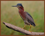 green heron-6-22-11-922b.JPG