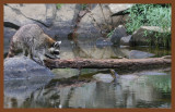 coon-cottonmouth-7-25-11-350c2ab.JPG