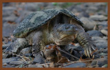 eastern snapper-8-4-11-803c2b.JPG