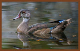 wood duck-8-10-11-361c2b.JPG