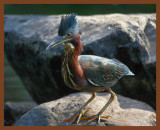 green heron-8-16-11-421b.JPG