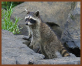 raccoon-8-10-11-252b.JPG