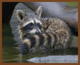 raccoon-8-21-11-060b.JPG