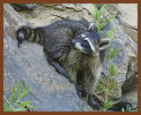 raccoon-9-2-11-496b.JPG