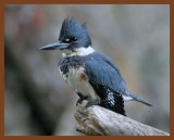 belted kingfisher-9-11-11-453b.JPG