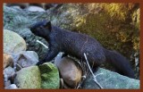 black squirrel-12-25-11-881c2b.JPG