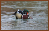 wood ducks-2-11-12-796c2b.JPG
