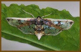 compacta capitalis-5-20-12-142c2b.JPG