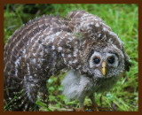 barred owl-young-5-12-09-4d635b.jpg