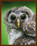 barred owl-young 5-12-09-4d682b.jpg