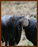 black vultures 10-26-07-4c2b.jpg