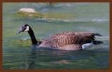 canada goose-5-12-11-997c2bc.jpg