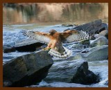 red shouldered hawk 2-4-08-4c298b.jpg