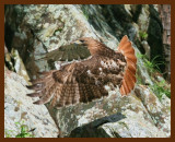redtail hawk 5-30-07-4c1b.jpg