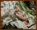redtail hawk 5-30-07-4c2b.jpg