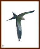 swallowtailed kite 8-10-08-4d908b.jpg