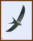 swallowtailed kite 8-10-08-4d909b.jpg