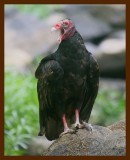 turkey vulture 8-28-09-4d314b.jpg