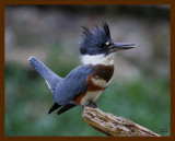 belted kingfisher 8-5-08-4d109b.jpg