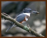 belted kingfisher 8-11-09-4d188b.jpg