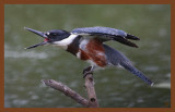 belted kingfisher 9-2-10-381c2b.jpg