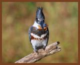belted kingfisher 10-26-10-649b.jpg