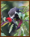 pileated woodpecker 8-4-06-cl4b.jpg