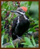 pileated woodpecker 8-15-08-4d386b.jpg