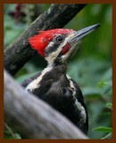 pileated woodpecker 8-20-08-4d856b.jpg