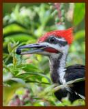 pileated woodpecker 8-23-07-4c5b.jpg