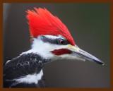 pileated woodpecker 12-19-08-4d277c1b.jpg
