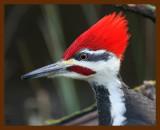 pileated woodpecker 12-19-08-4d290b.jpg
