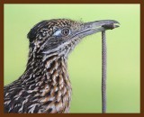 roadrunner-greater 7-22-09-4d072b.jpg