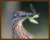 roadrunner-greater 7-25-09-4d574b.jpg