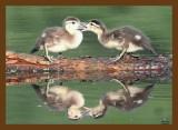wood duck-young-5-9-07-cl4cb.jpg