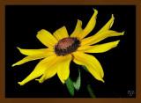 sunflower61205shq11cs.jpg